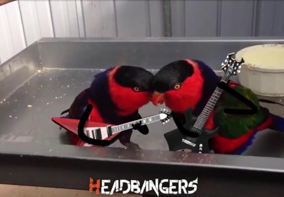 Mira a estas dos aves tocando metal