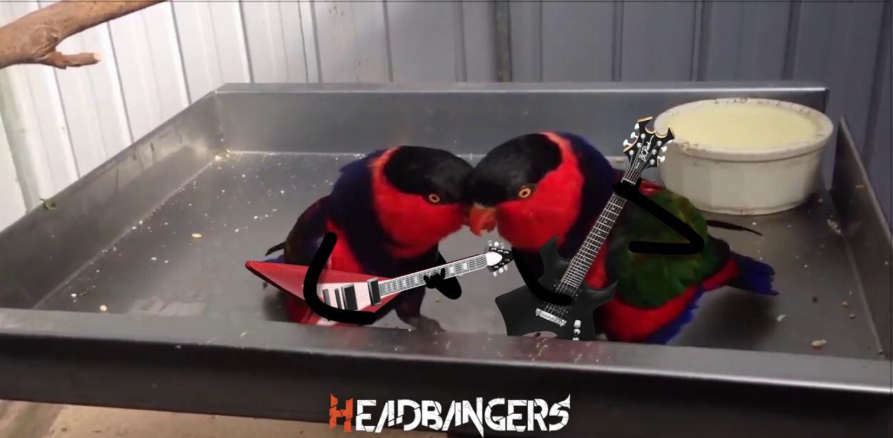 Mira a estas dos aves tocando metal