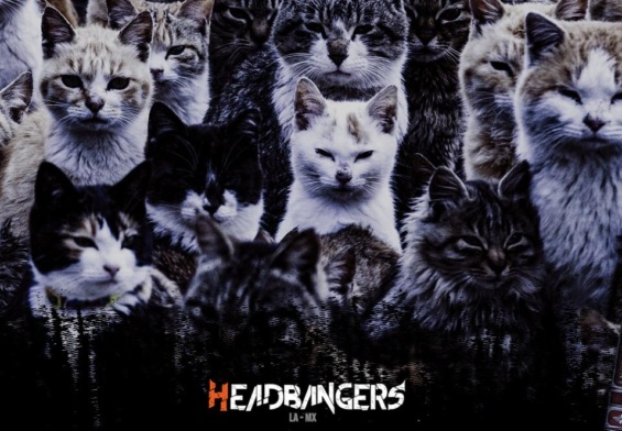 Fotos de gatitos invaden [Metal Archives]: ¡Top 40 Bandas Latinas!