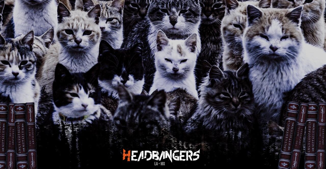 Fotos de gatitos invaden [Metal Archives]: ¡Top 40 Bandas Latinas!