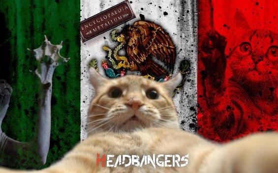 Fotos de gatitos invaden [Metal Archives]: ¡Top Bandas Mexicanas!